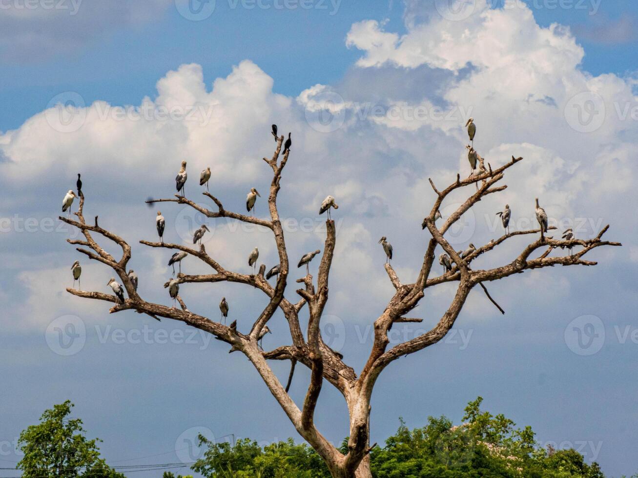many kind of bird perched on tree photo
