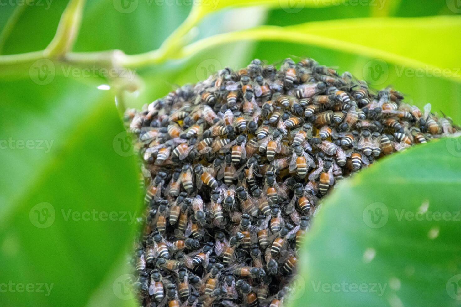 honeycomb on the tree in nature photo