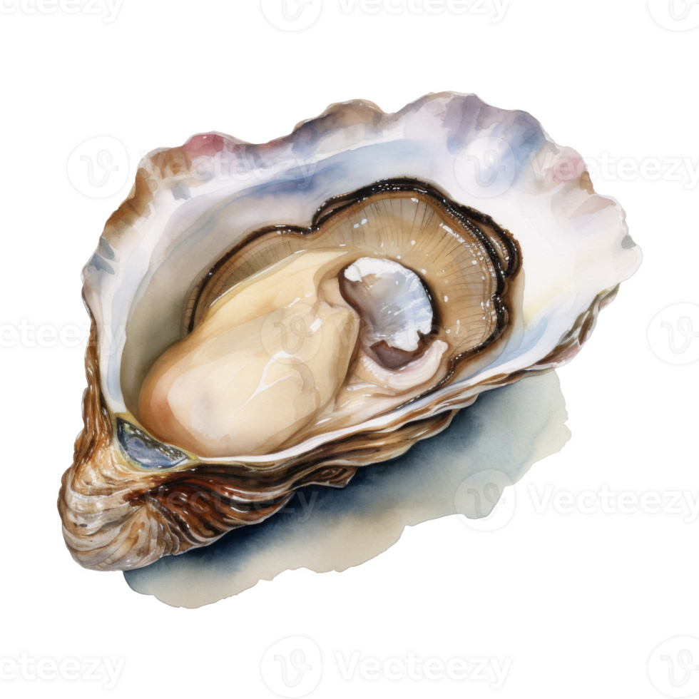 Oyster, Summer Illustration. Watercolor Style. png