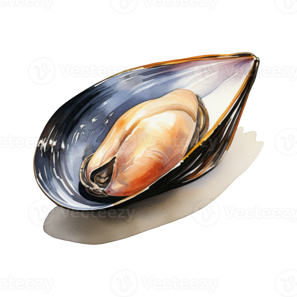 Mussel, Summer Illustration. Watercolor Style. png