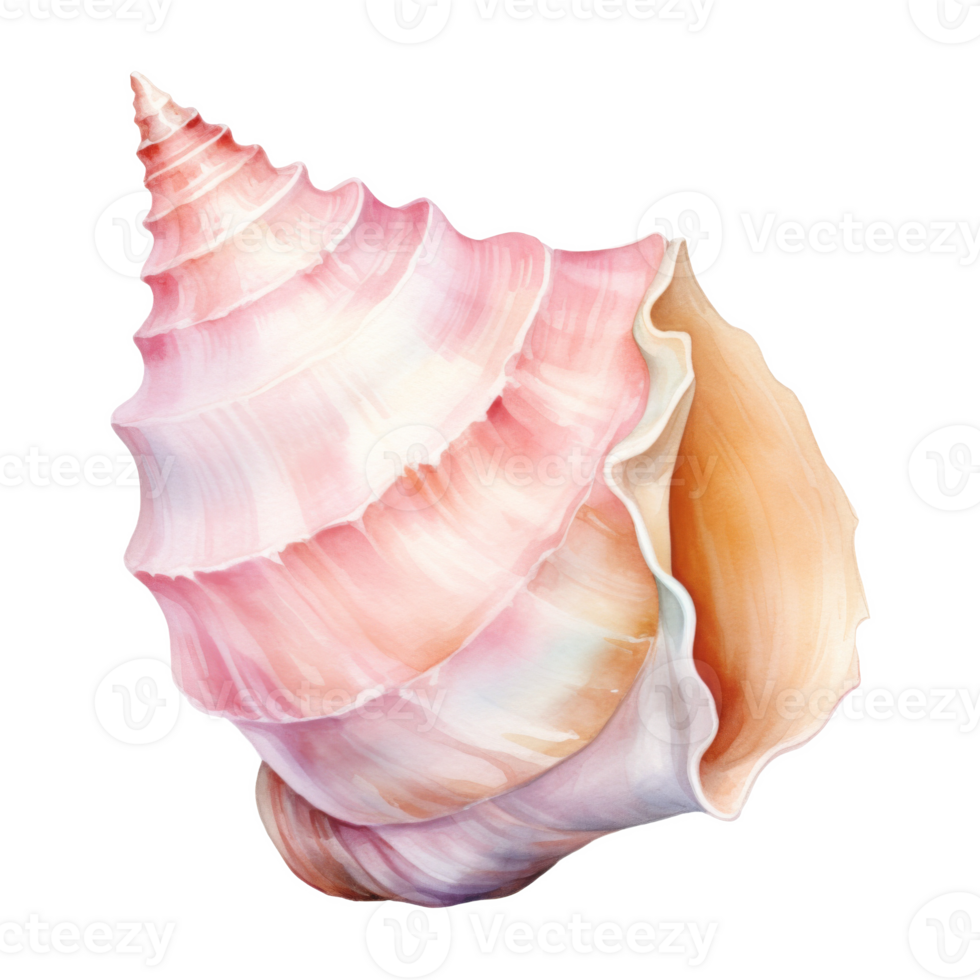 Conch Shell, Summer Illustration. Watercolor Style. png