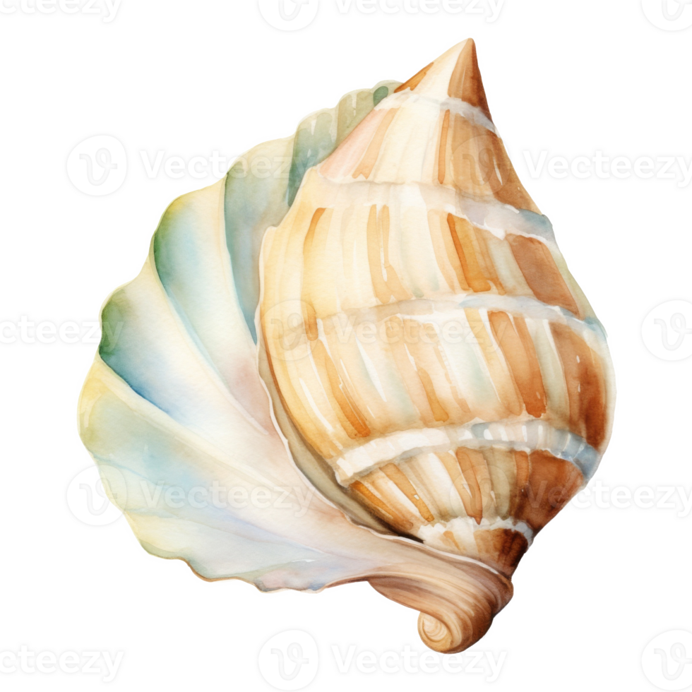 Conch Shell, Summer Illustration. Watercolor Style. png