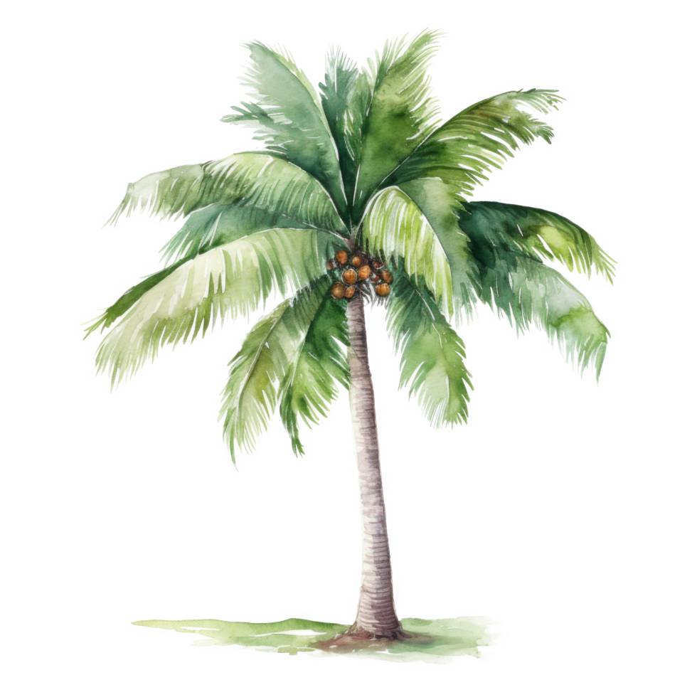 Coconut Tree, Summer Illustration. Watercolor Style. 46785256 PNG