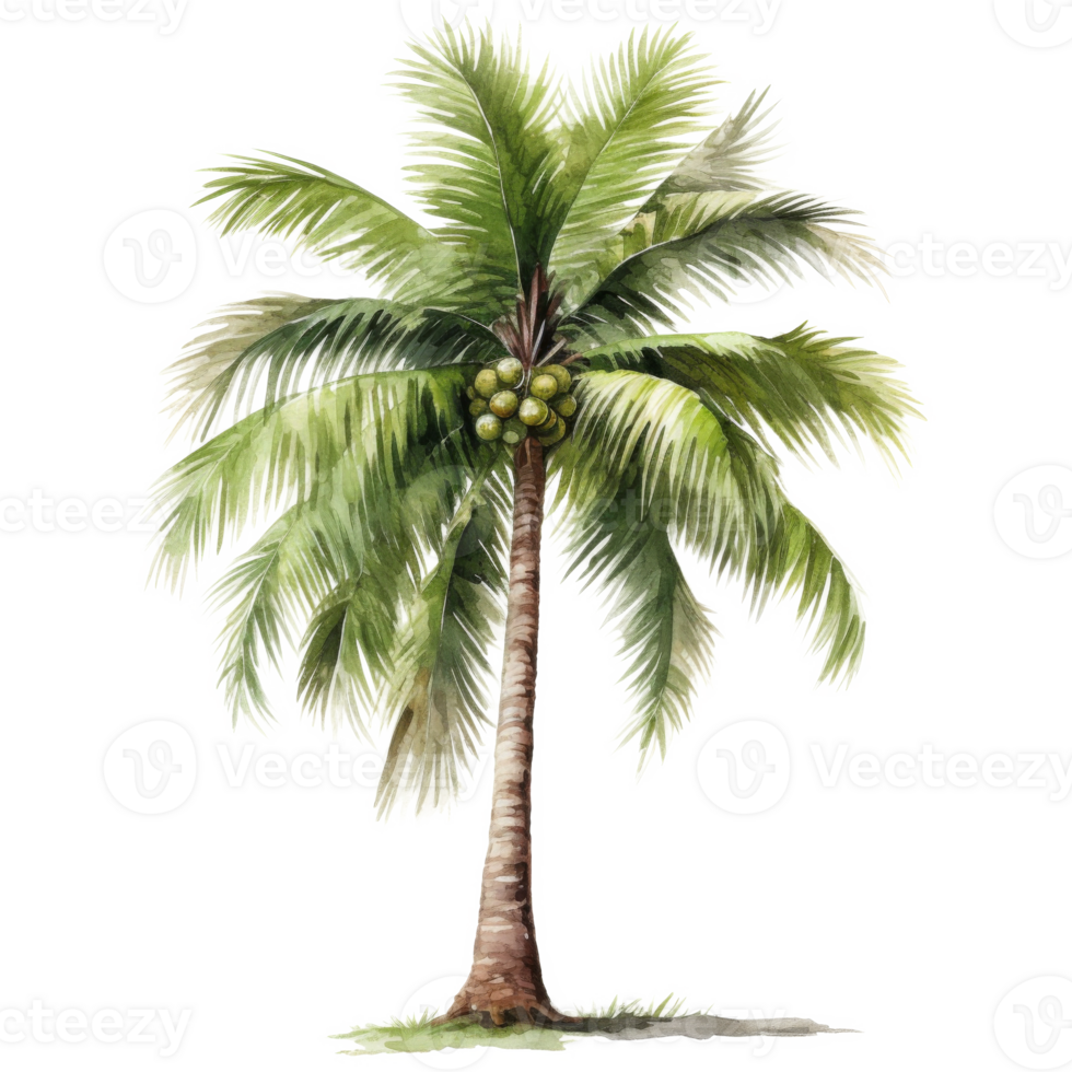 Coconut Tree, Summer Illustration. Watercolor Style. png