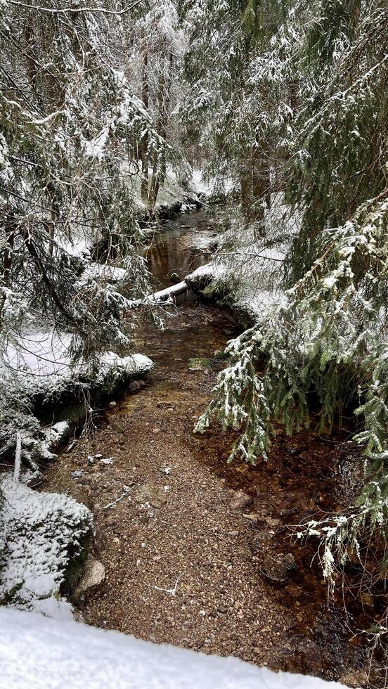 Spring melt water flows down the mountain slope in the spring snow-capped Jizera Mountains in Poland photo