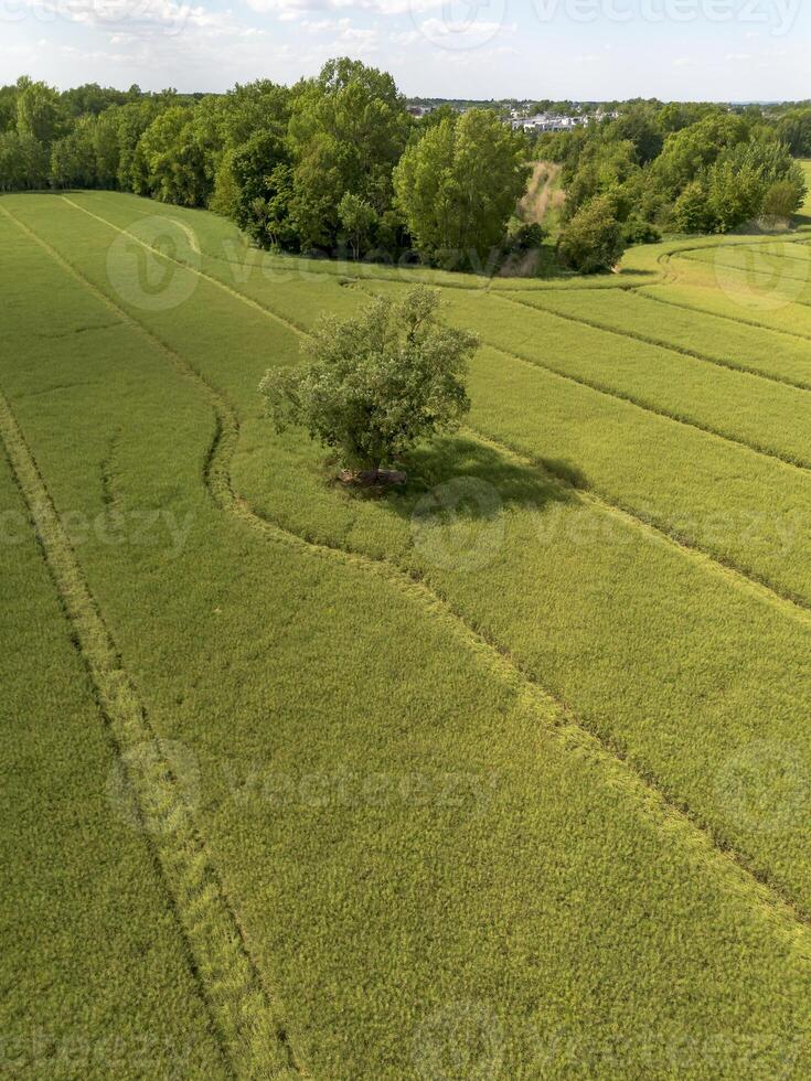 Agricultural field with rapeseed and a lone tree. View from above photo