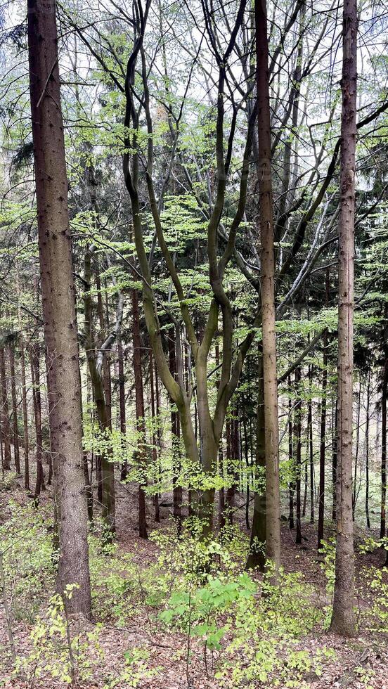 Spring mountain forest in Poland, view from below photo