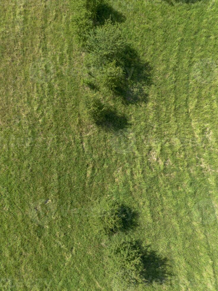 Agricultural field with rapeseed and a lone tree. View from above photo