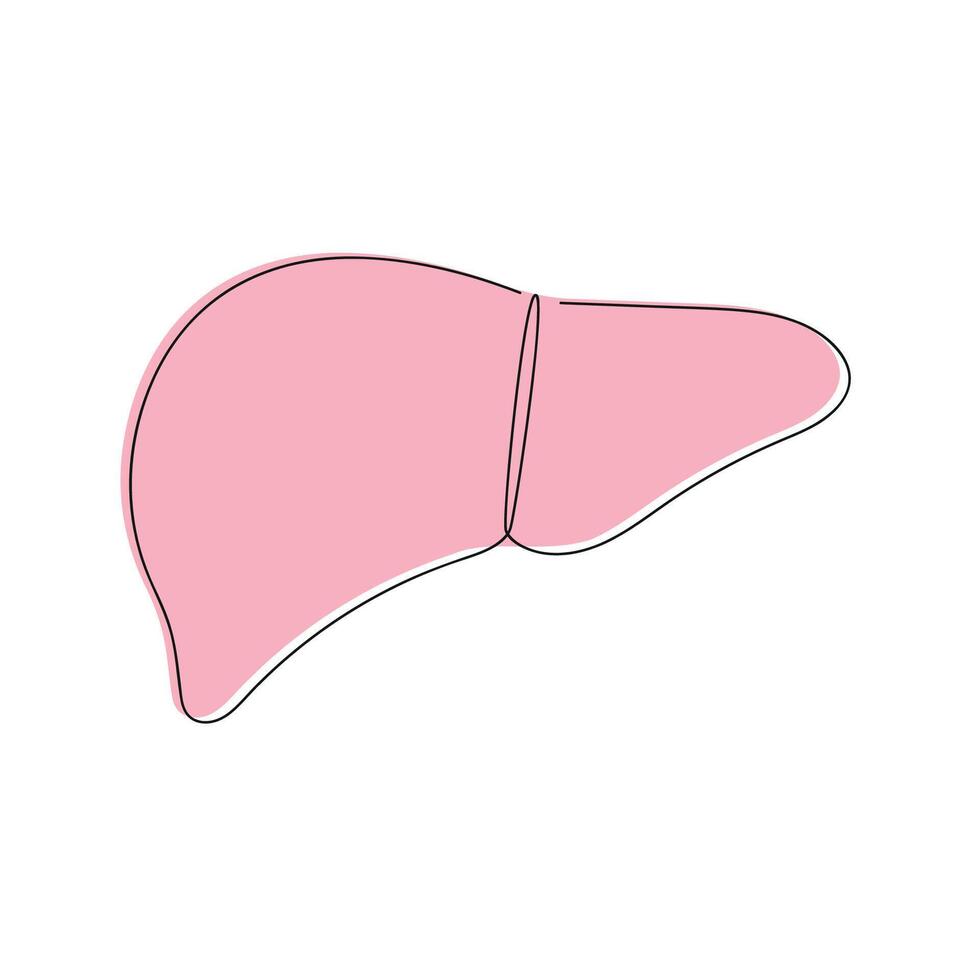Liver in one continuous line in color. One line drawing, minimalism. illustration. vector