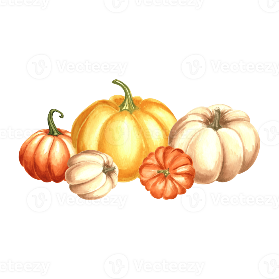 Pumpkins orange, yellow and white. Autumn composition. Hand drawn watercolor illustration, isolated. Thanksgiving traditional vegetable. Template for invitation, card, Halloween, wrapping, embroidery. png
