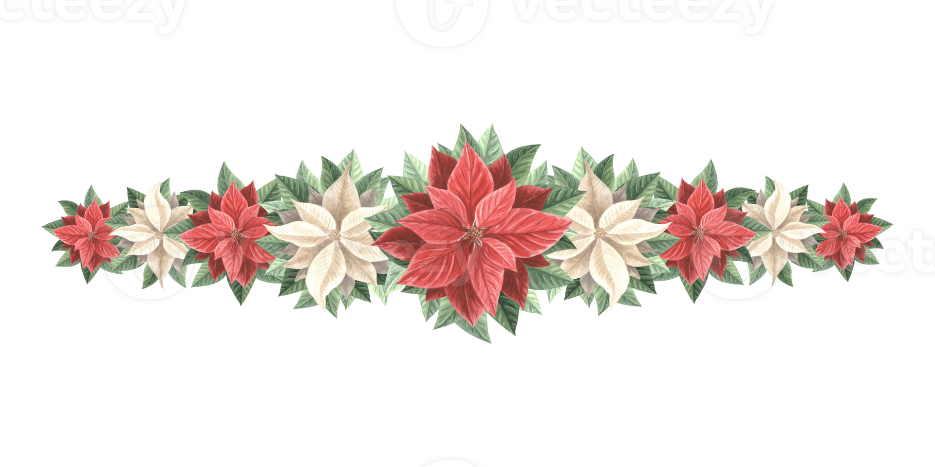 Poinsettia red and white flowers garland. Christmas star, winter plants frame in vintage. Hand drawn watercolor illustration holiday design. Isolated template for postcard, New Year print, wrapping. png
