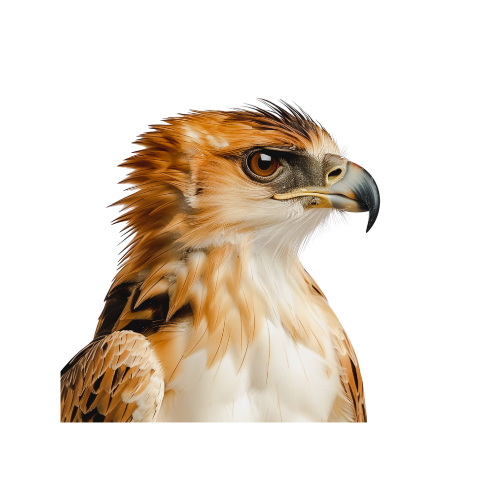 majestätisk Hök fågel av byte stänga upp i naturlig livsmiljö png