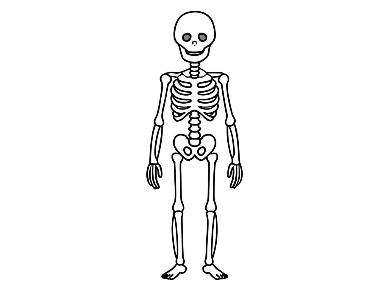 Black outline of a human skeleton isolated on a white background. Concept of Halloween, anatomy illustration, bone structure, spooky illustration. Print, icon, design element vector