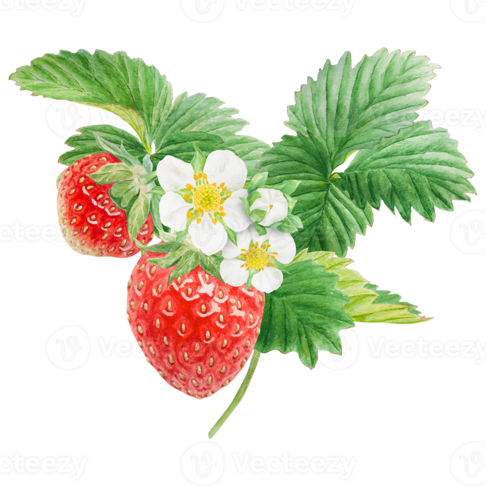 Red strawberry with white flowers bush handdrawn watercolor illustration. Food art, fresh botanical realistic painting. Summer sweet berry clipart for restaurant, cafe menu, farm goods, vegan products png