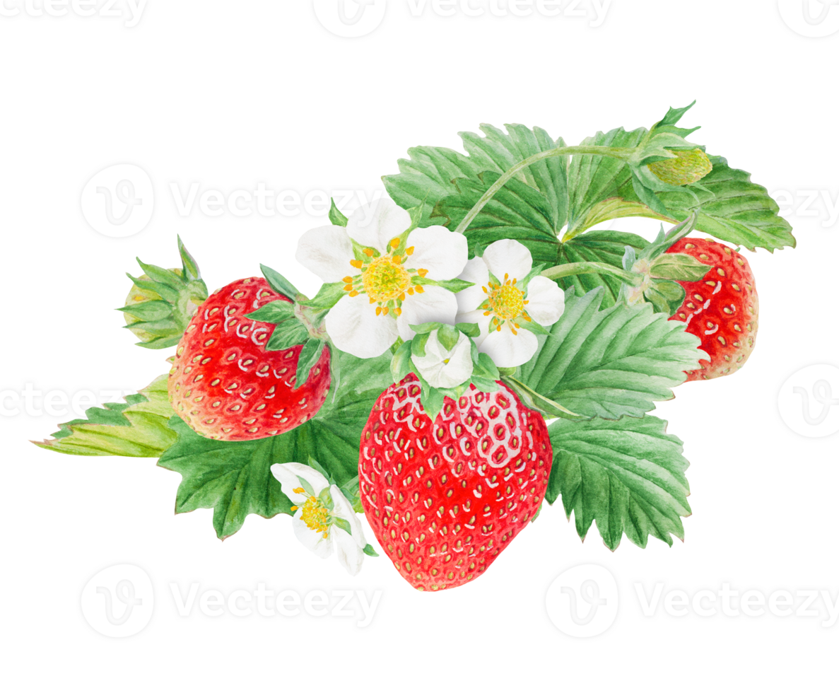 Red strawberry with white flowers bush handdrawn watercolor illustration. Food art, fresh botanical realistic painting. Summer sweet berry clipart for restaurant, cafe menu, farm goods, vegan products png