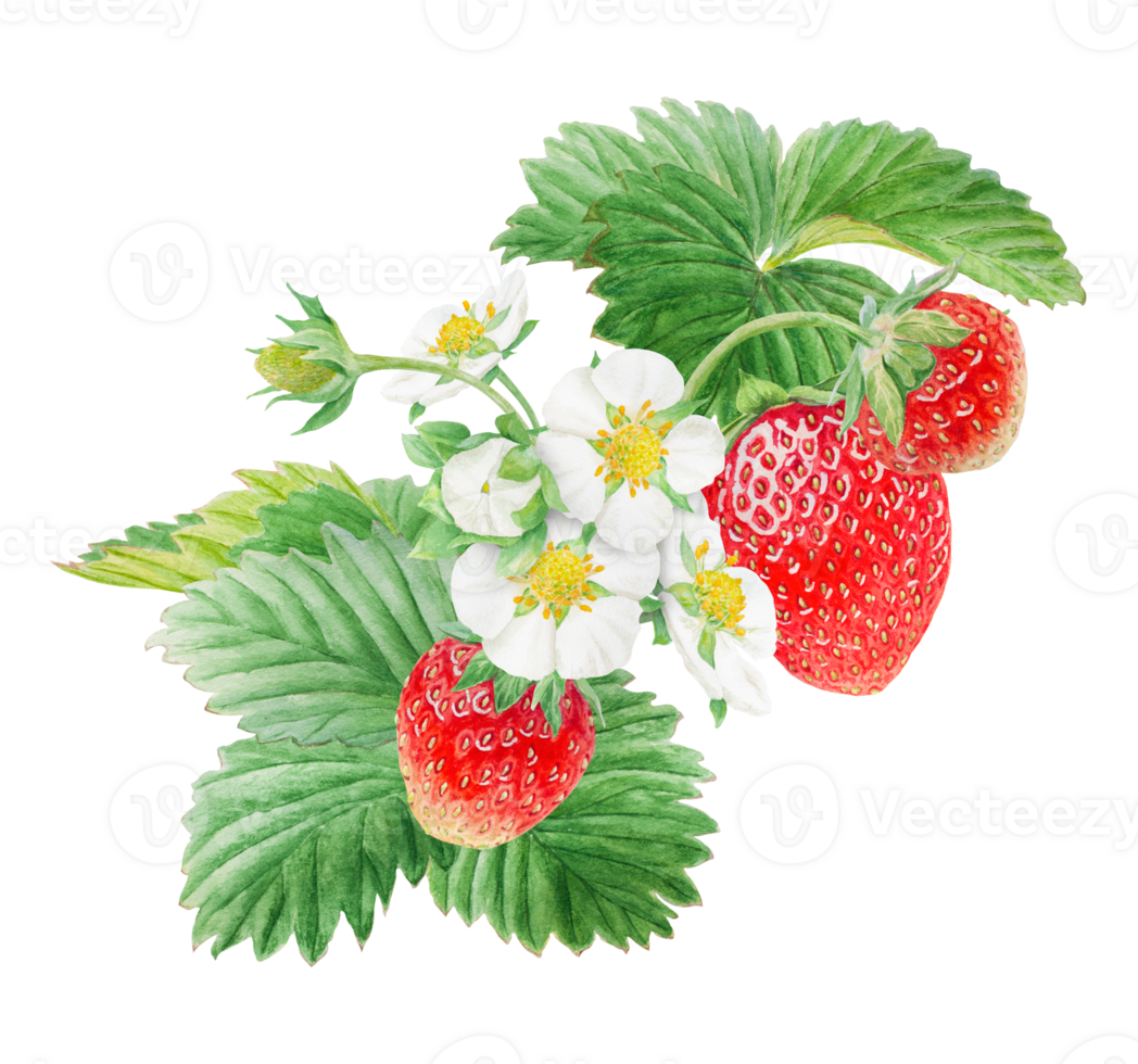 Red strawberry with white flowers bush handdrawn watercolor illustration. Food art, fresh botanical realistic painting. Summer sweet berry clipart for restaurant, cafe menu, farm goods, vegan products png