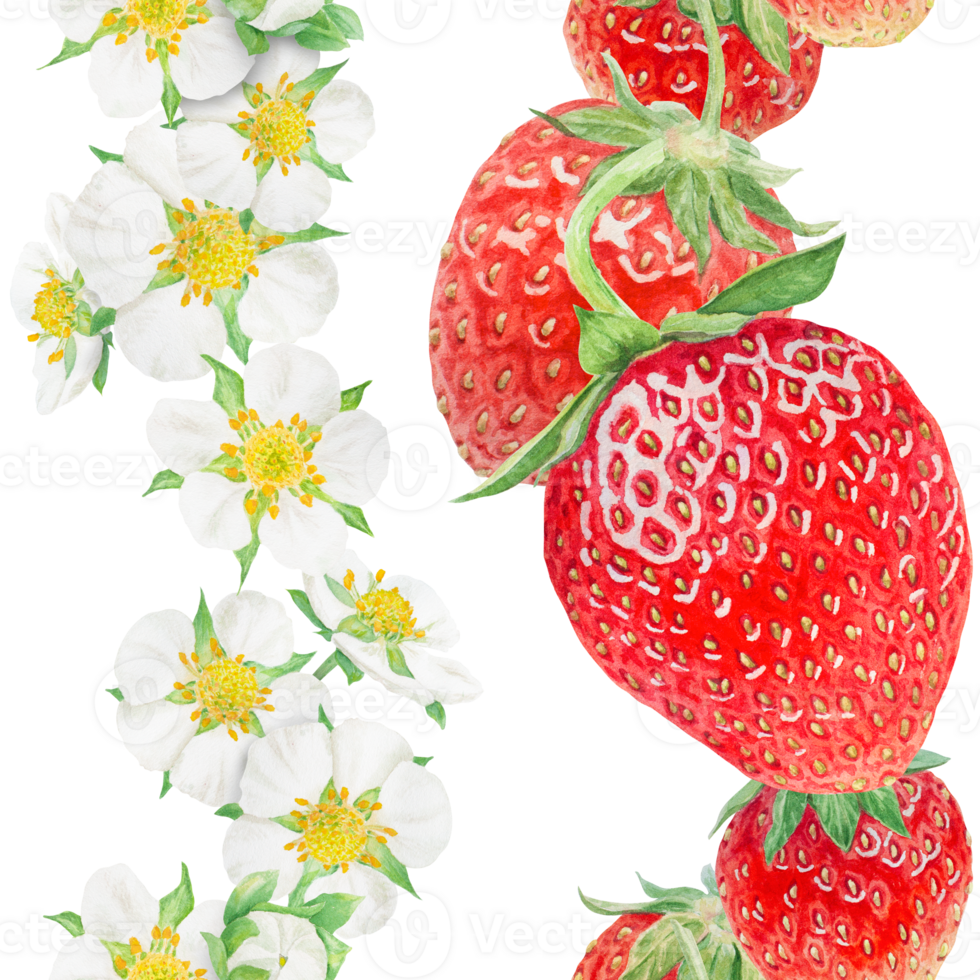 Red strawberry seamless border, illustration, pattern. Hand drawn watercolor ornament. Delicious food art, fresh botanical realistic painting. Summer berry banner for menu, packaging, prints png