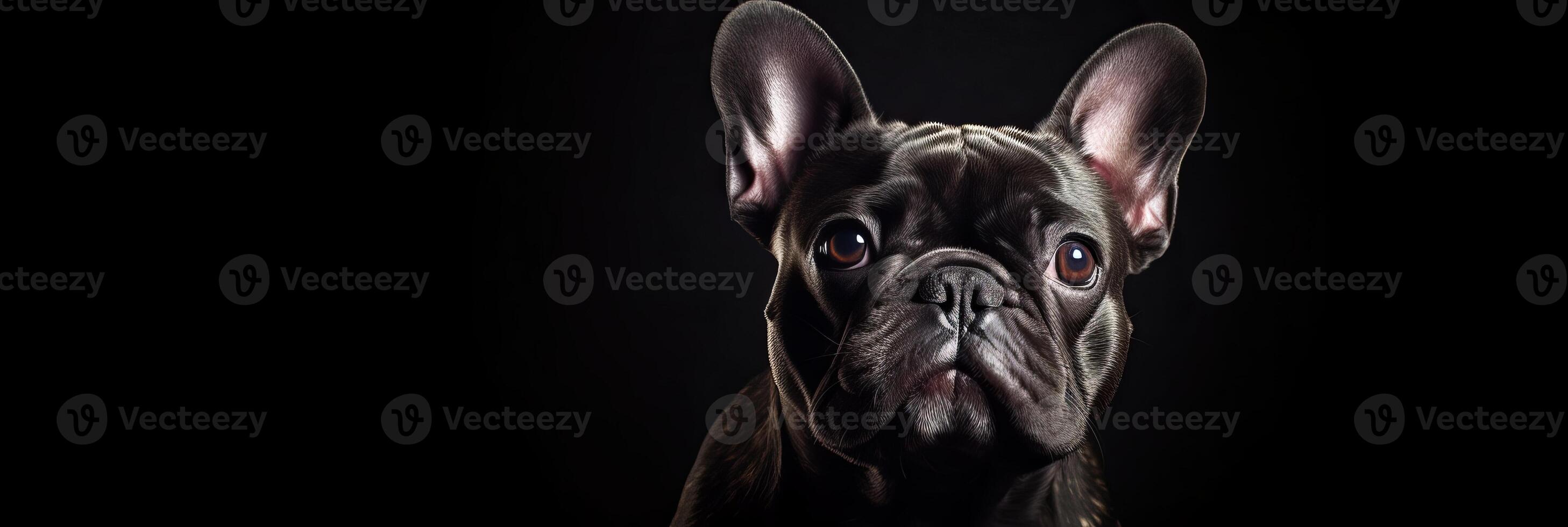 French bulldog close-up. . photo