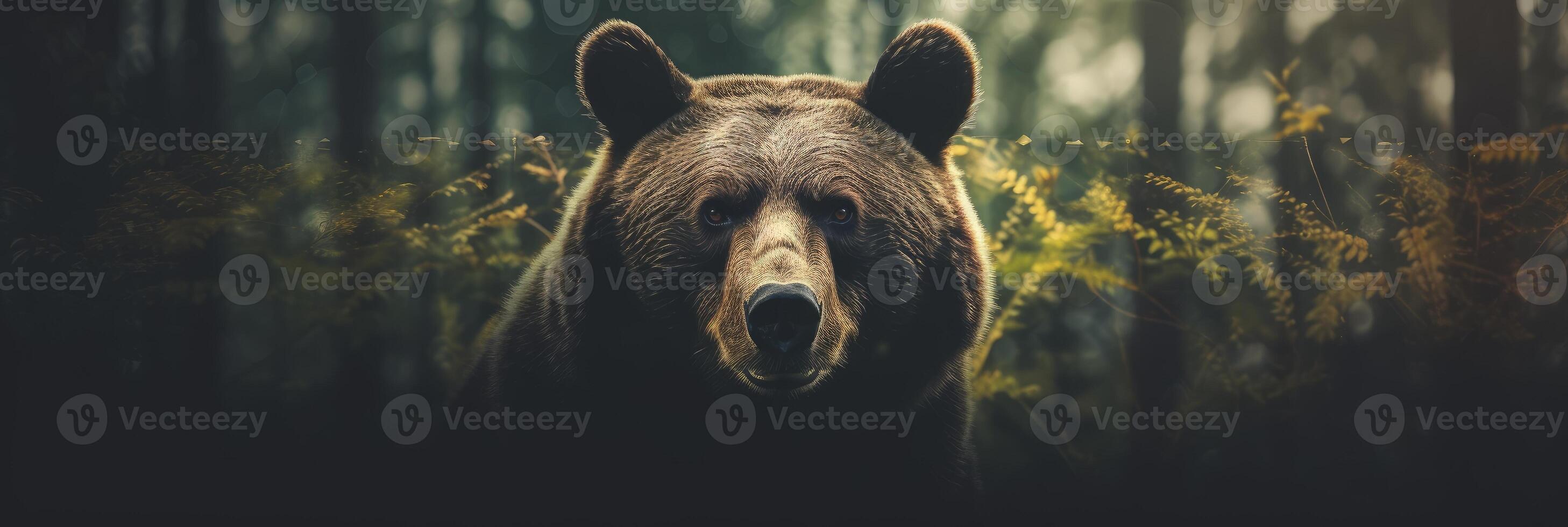 Portrait of a majestic face of a bear on the background of a forest. . photo