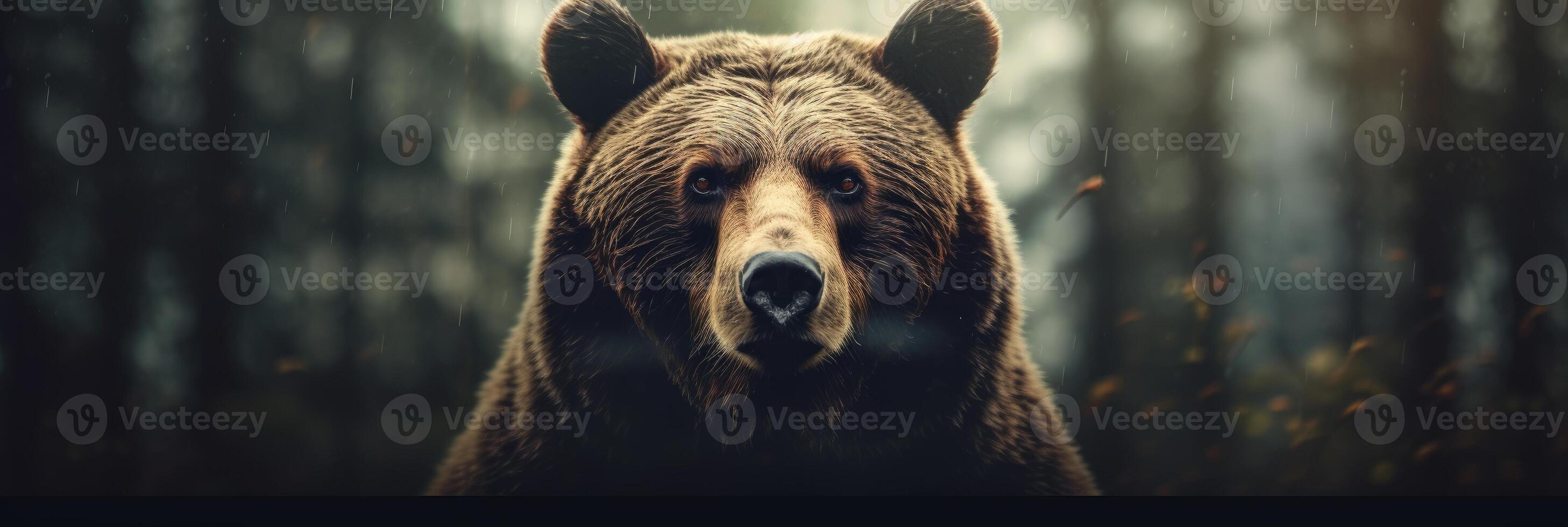 Portrait of a majestic face of a bear on the background of a forest. . photo