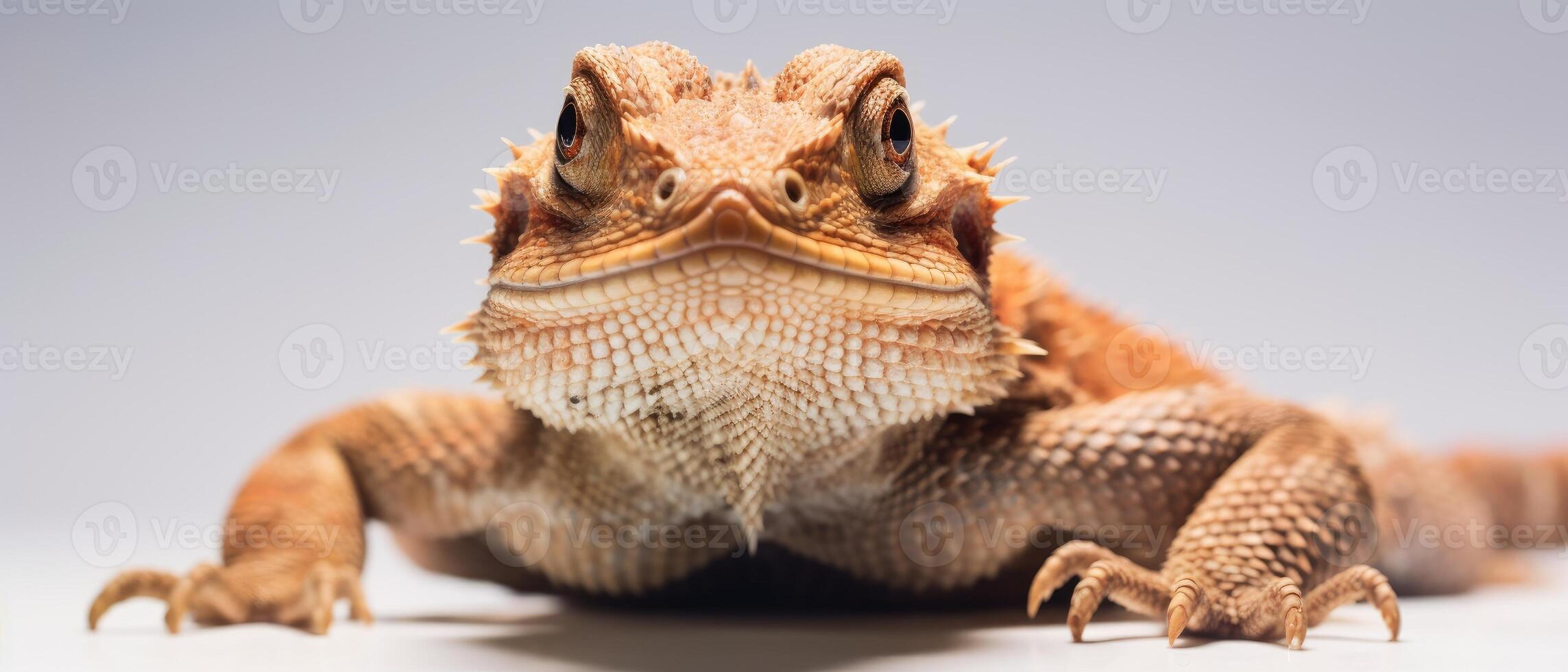 Bearded Dragon white background. . photo