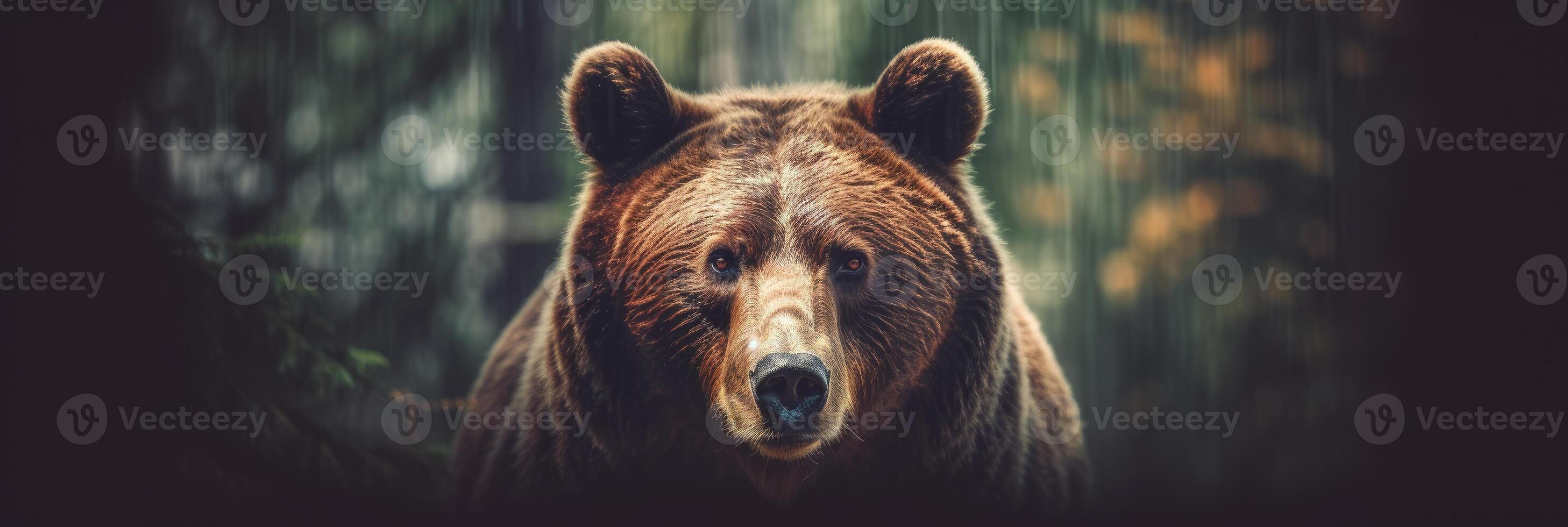 Portrait of a majestic face of a bear on the background of a forest. . photo