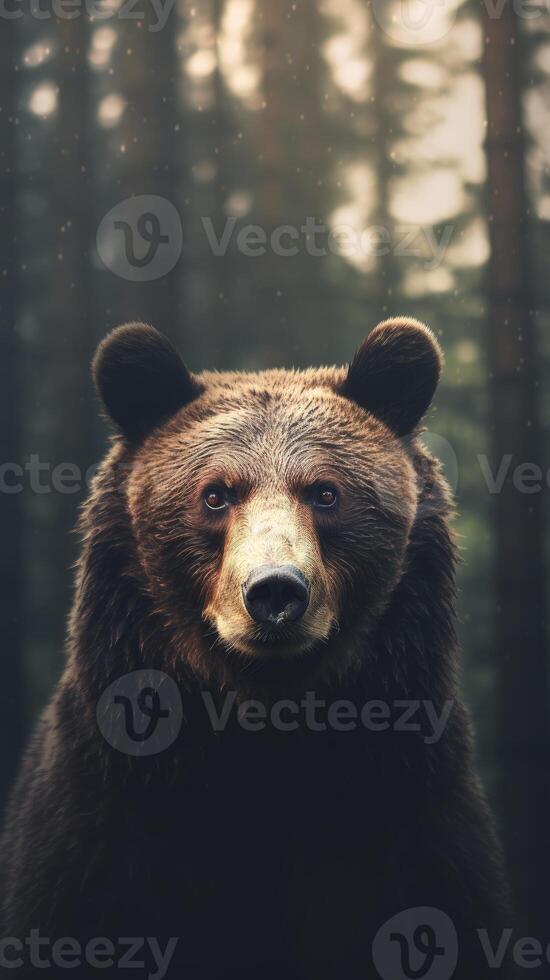 Portrait of a majestic face of a bear on the background of a forest. . photo