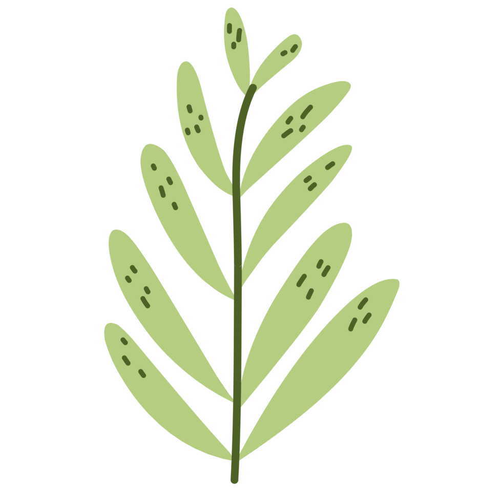 Botanical branch leaf png