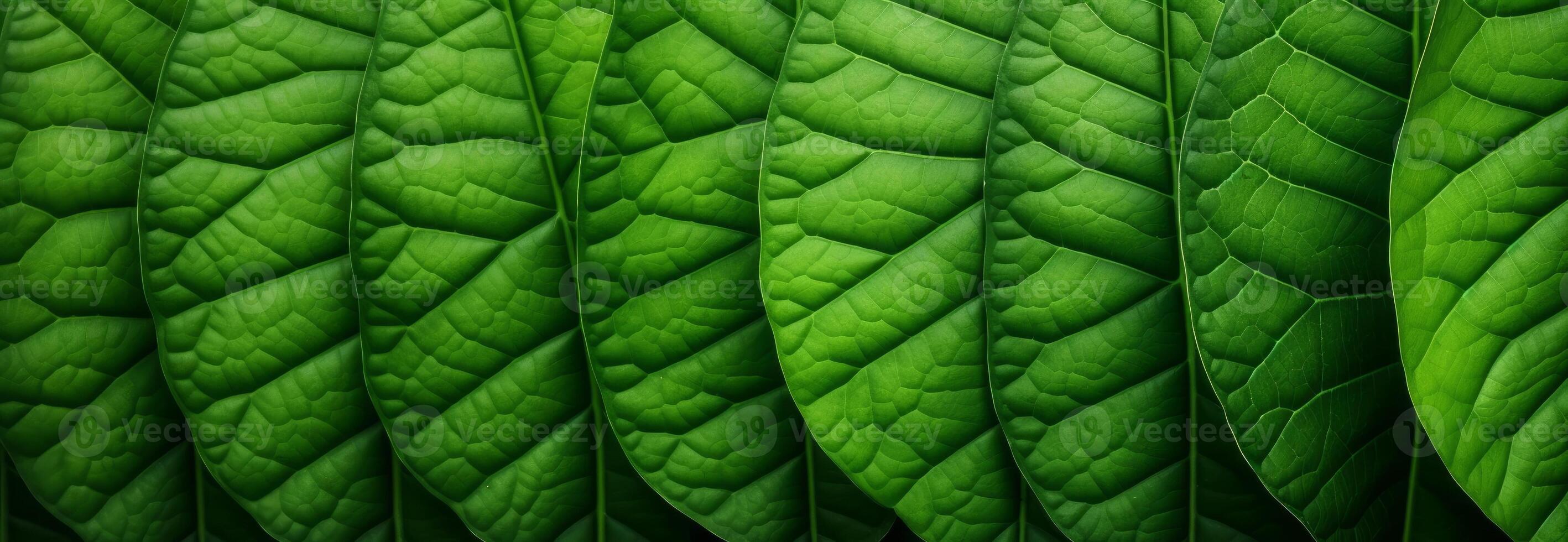 Green leaves background. photo