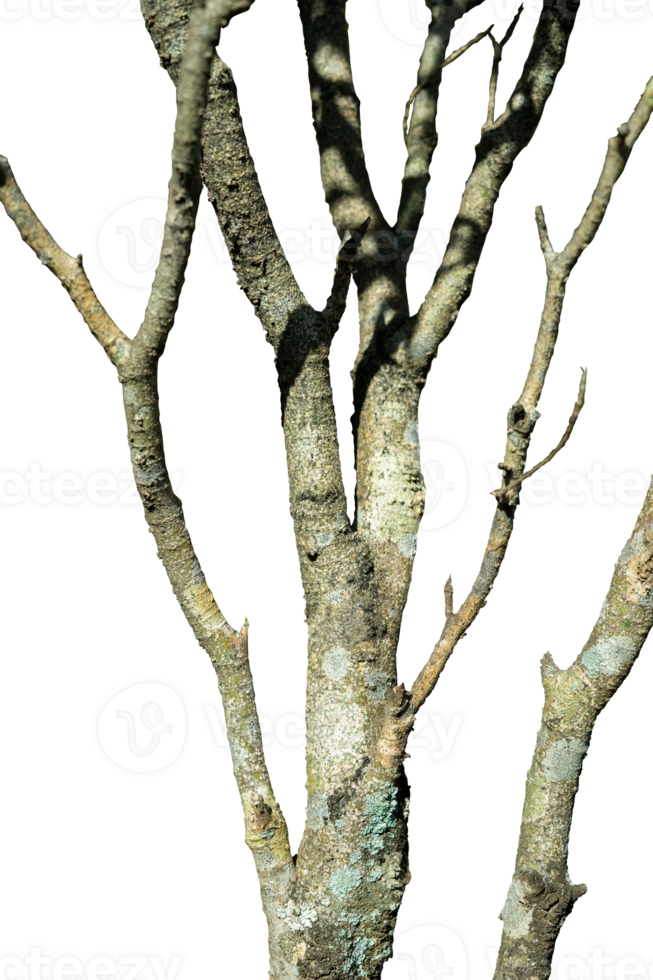 old oak tree with branch isolated png