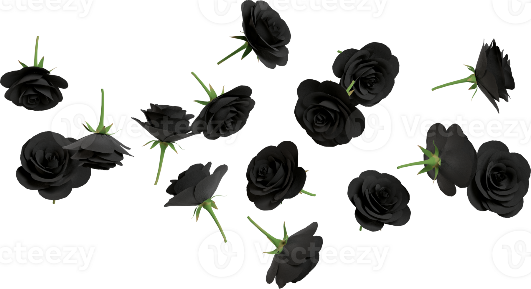 black rose flowers png
