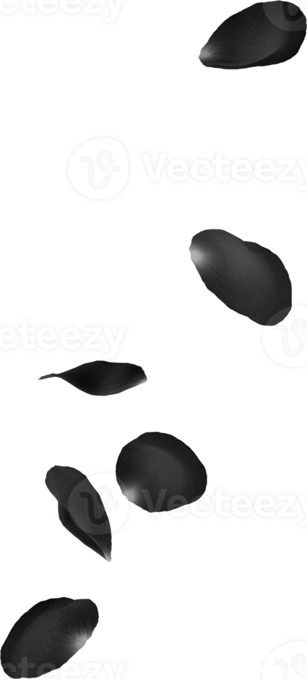 black rose petals png