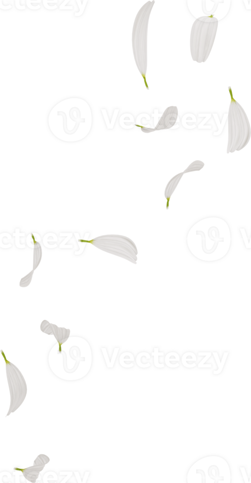 flying chamomile petals in the air png