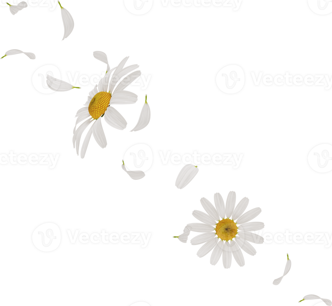 falling chamomile or daisy flower petals png