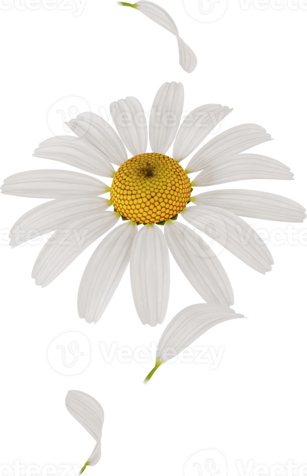 flying chamomile or daisy petals in the air png