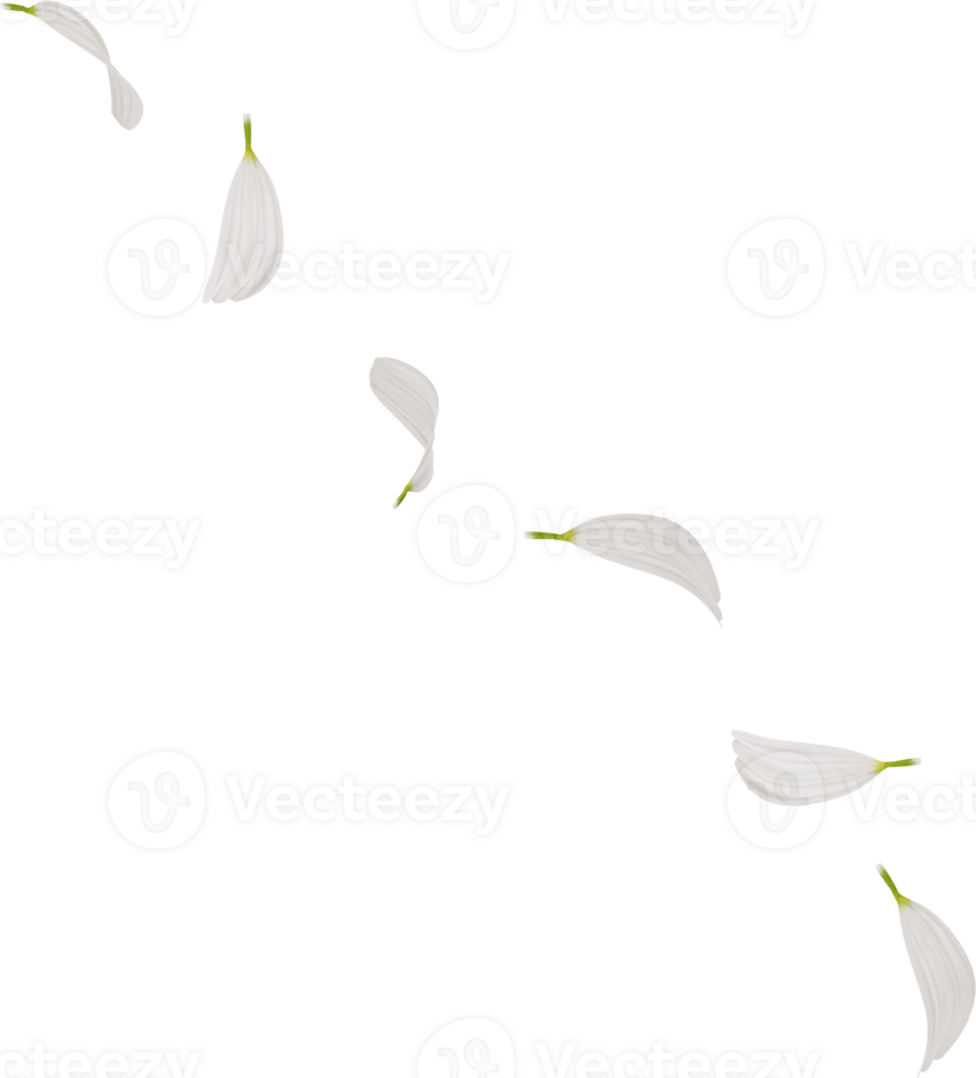 flying chamomile petals in the air png
