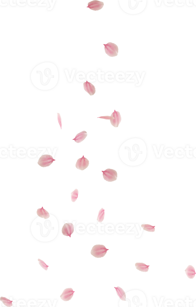 falling cherry blossom flower petal png