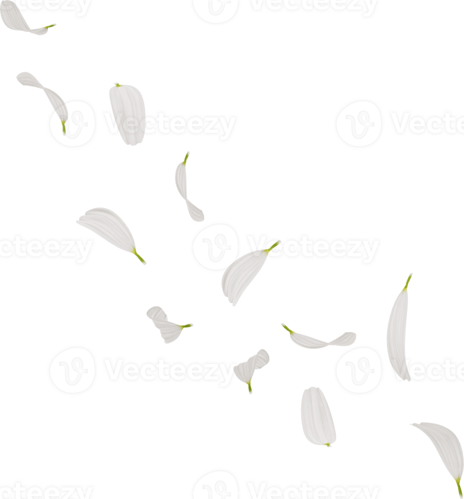 chamomile flower petals png