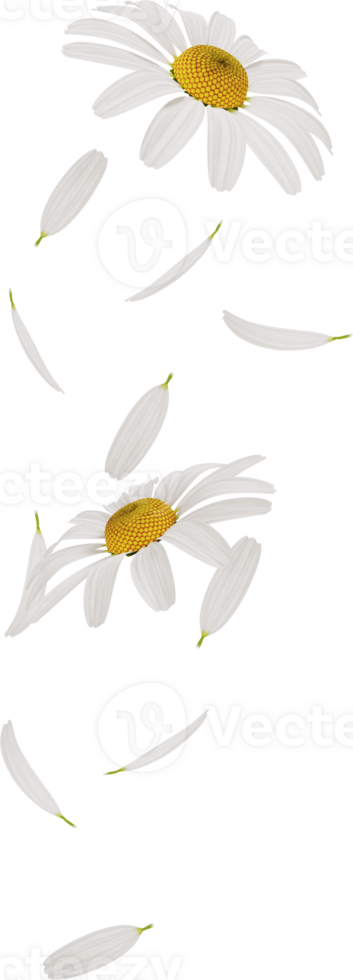 falling chamomile or daisy flower petals png