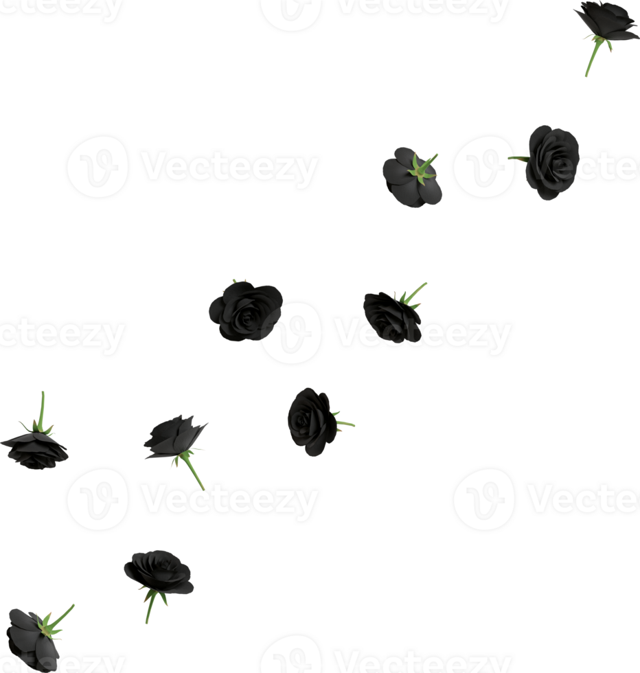 black rose flowers png