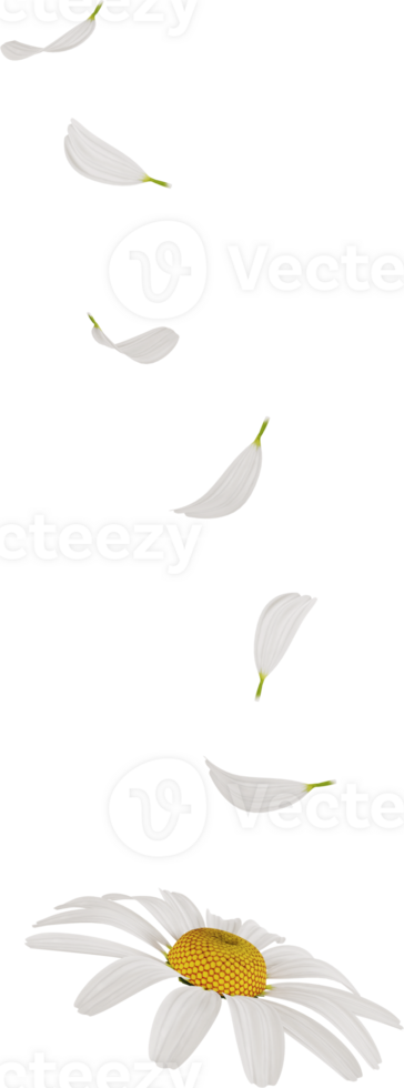 white chamomile or daisy flower petals png