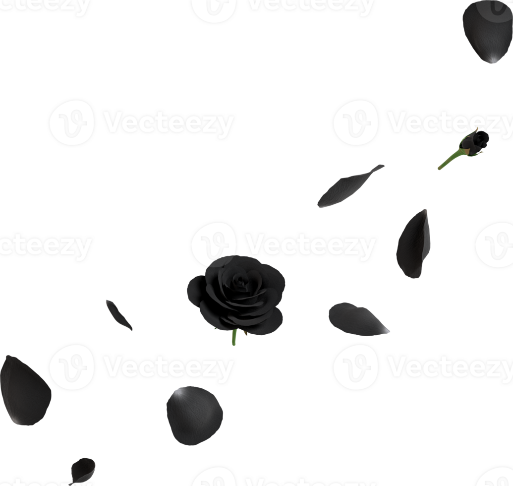 black rose flowers png