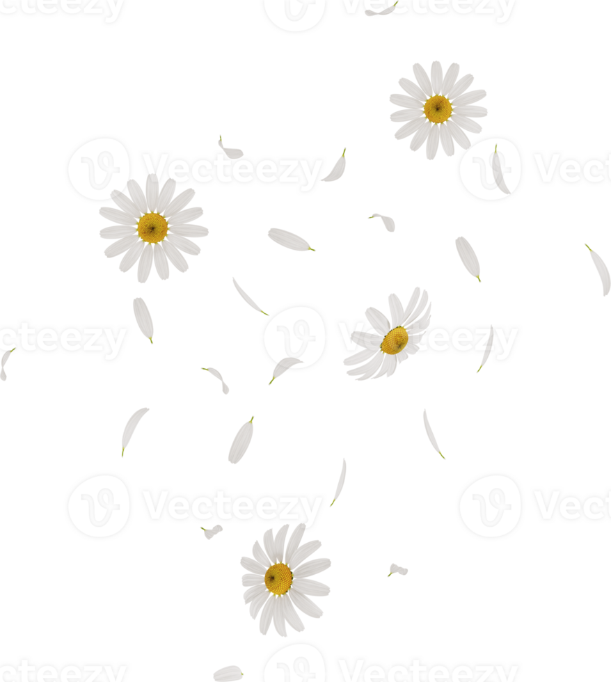 flying chamomile or daisy petals in the air png