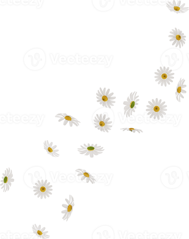 flying chamomile or daisy petals in the air png