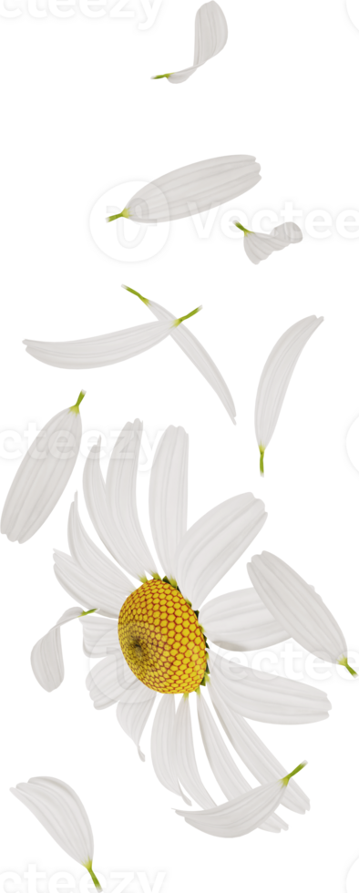 white chamomile or daisy flower petals png