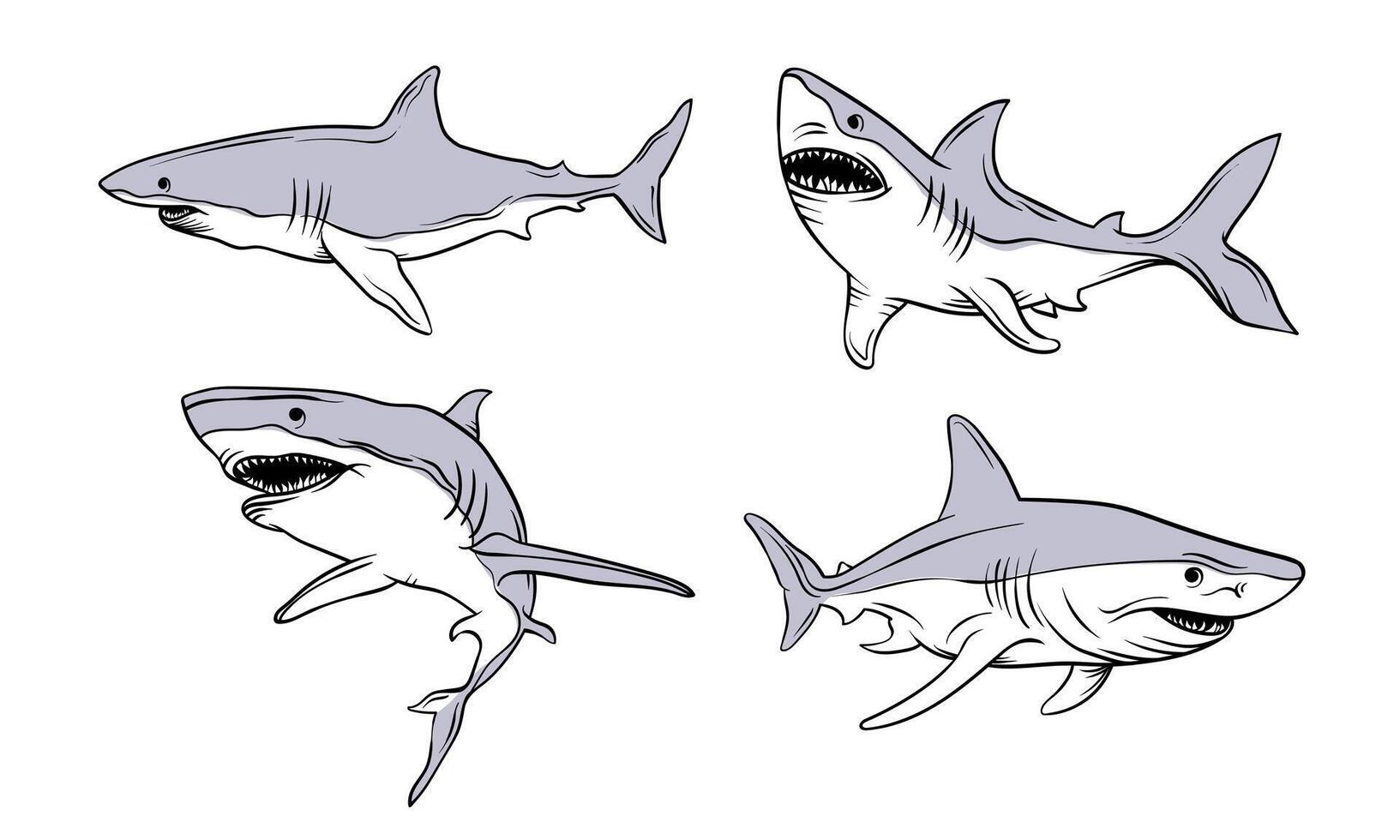 Hand drawn shark illustration. Bull shark cartoon characters. Suitable for shark mascot vector