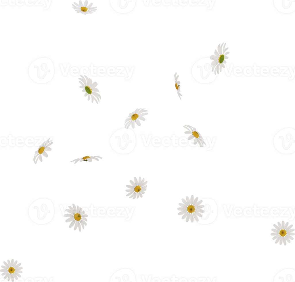 falling chamomile or daisy flower petals png