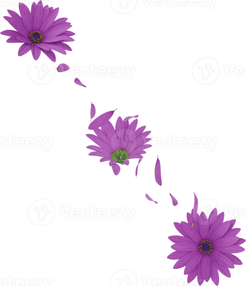 falling daisy flower petals png