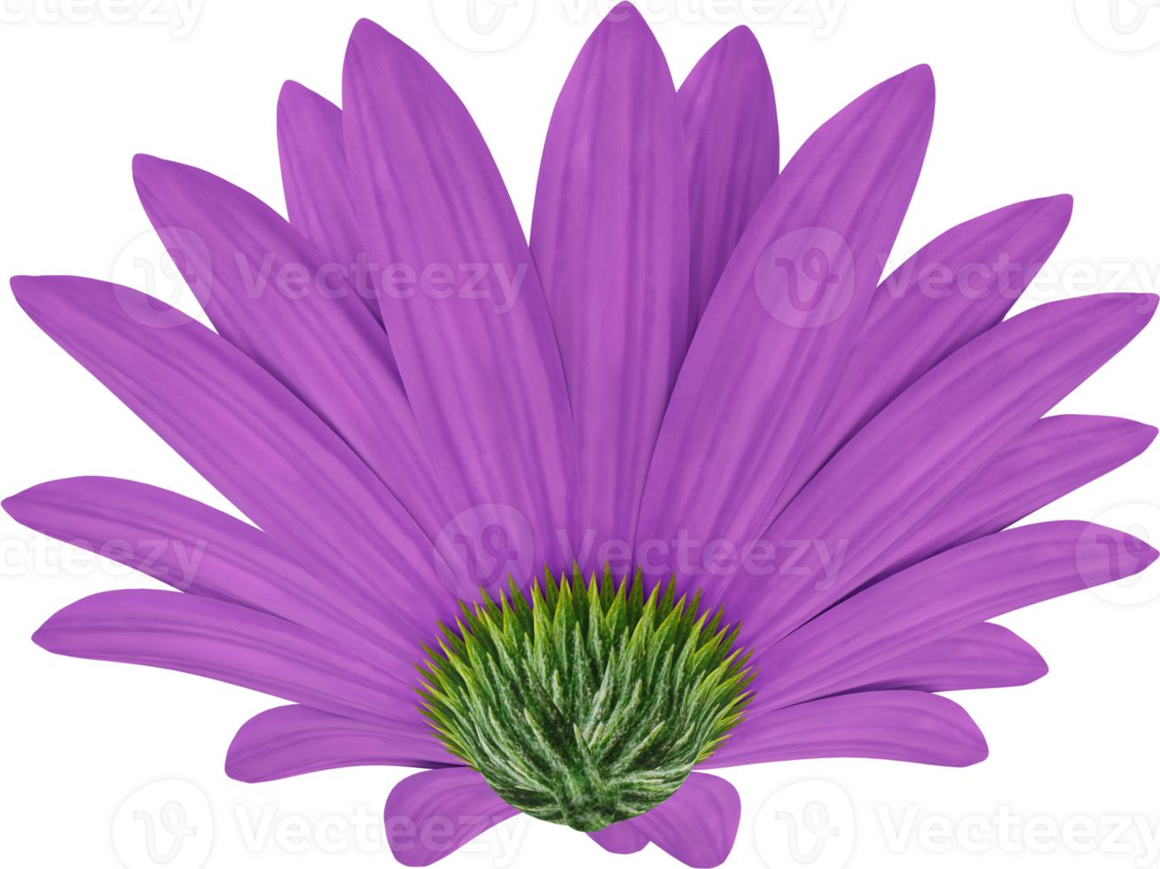 purple daisy flower png
