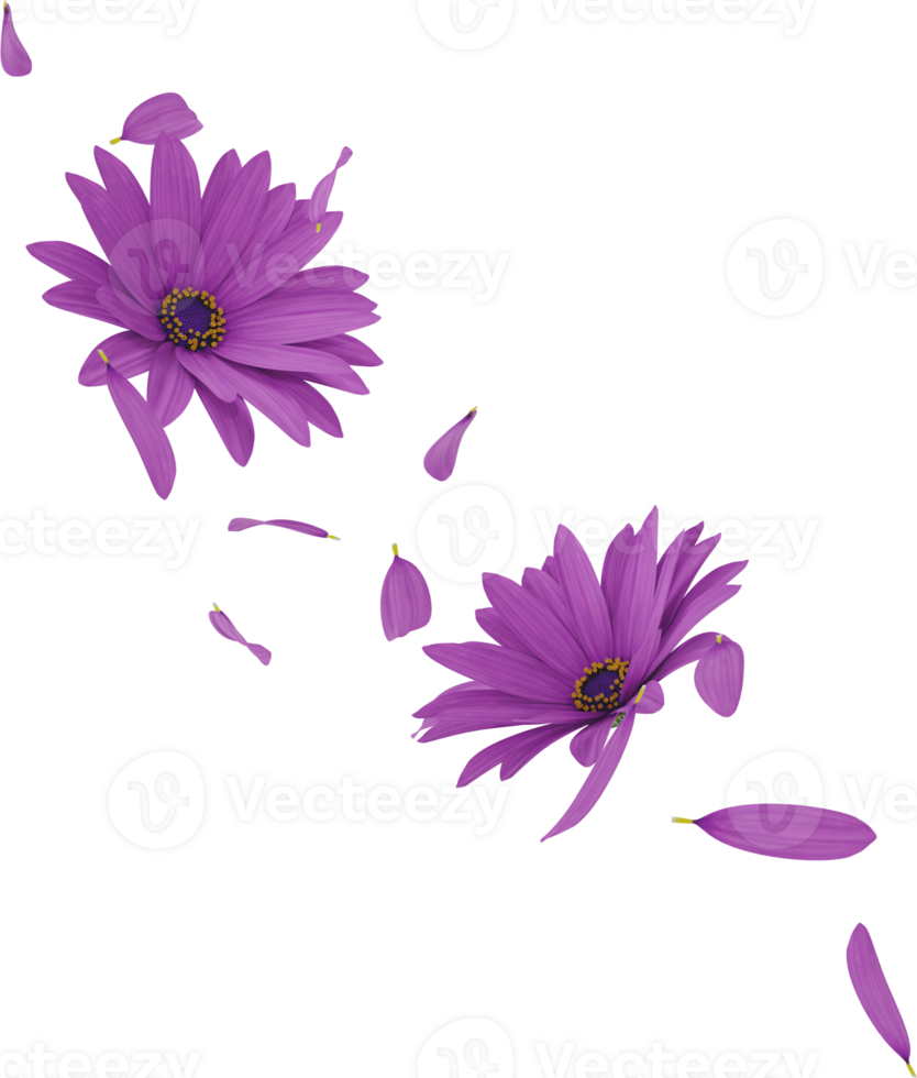 falling purple daisy flower petals png